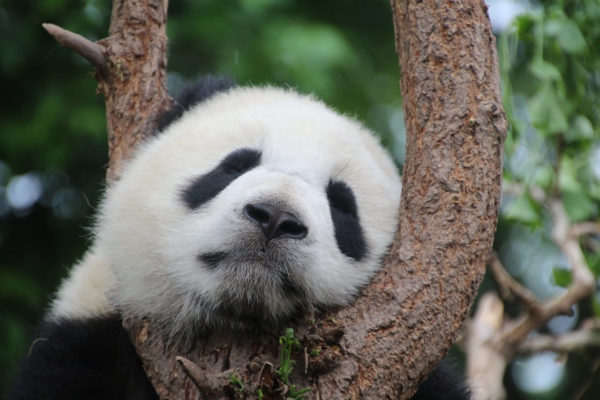 panda-Sichuan