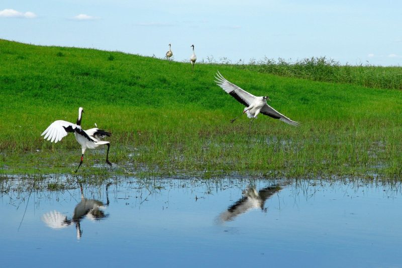 reserve-naturelle-heilongjiang