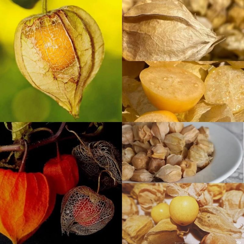Physalis alkekengi