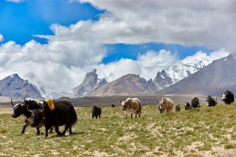 Kailash Tibet