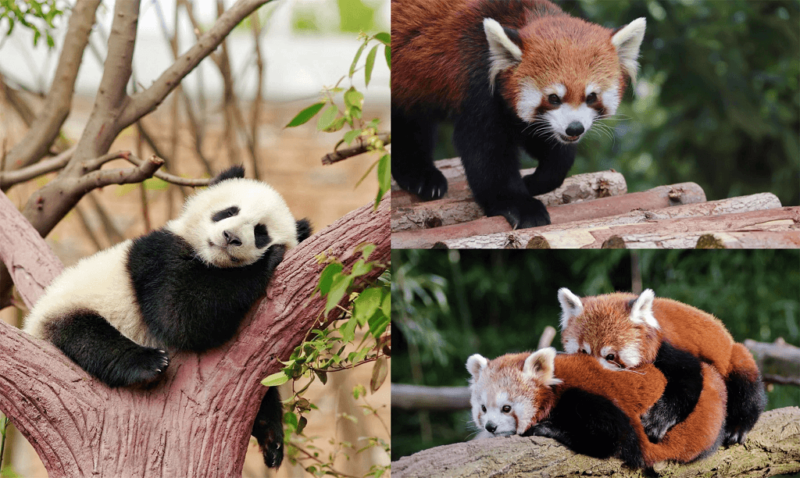 pandas géants et pandas rouges chengdu