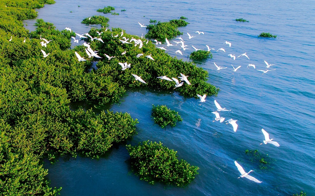 Shenzhen Parc écologique Mangrove Seashore