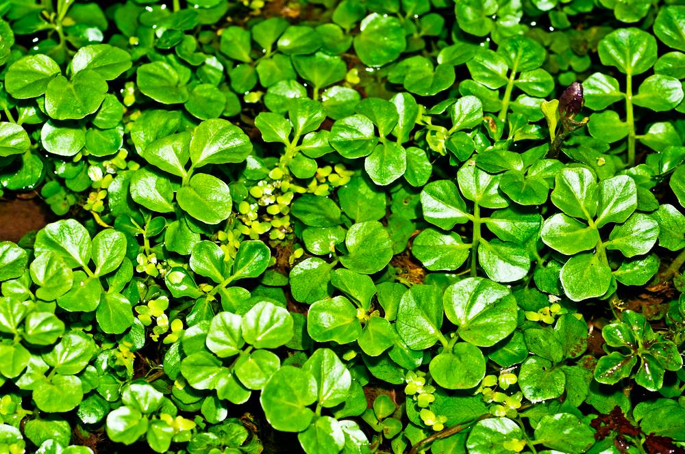 cresson eau legume chine