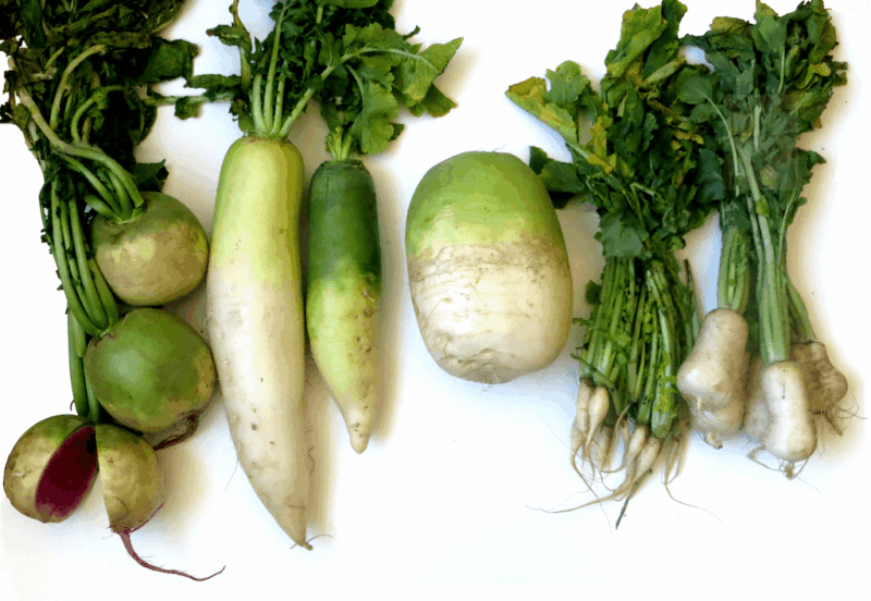 Daikon (Radis Blanc)